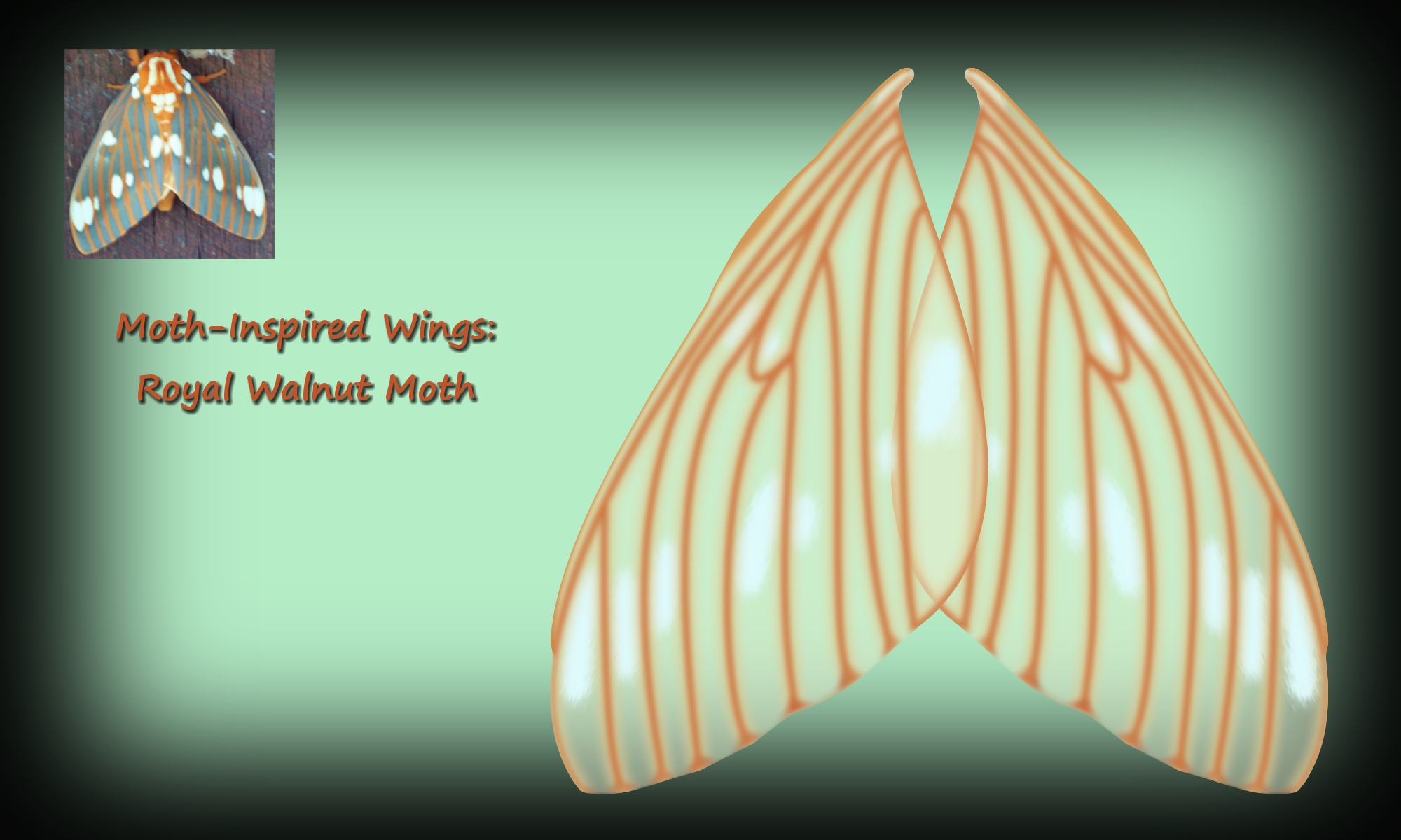 Royal Walnut Moth Wing