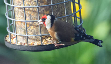 Goldfinch 2