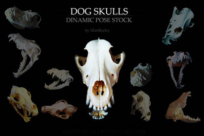 Dog skulls stock