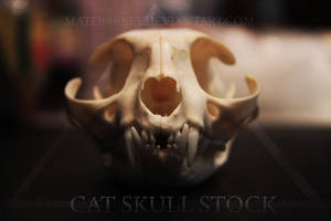 Cat skull stock