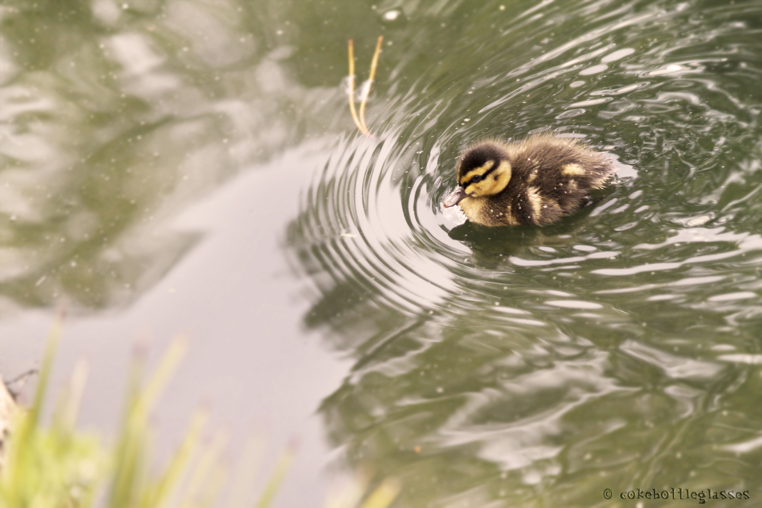 Duckling