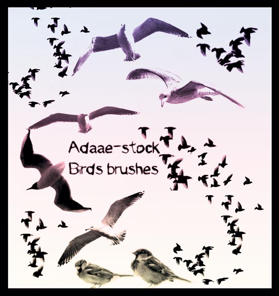 birds brushes