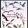 birds brushes