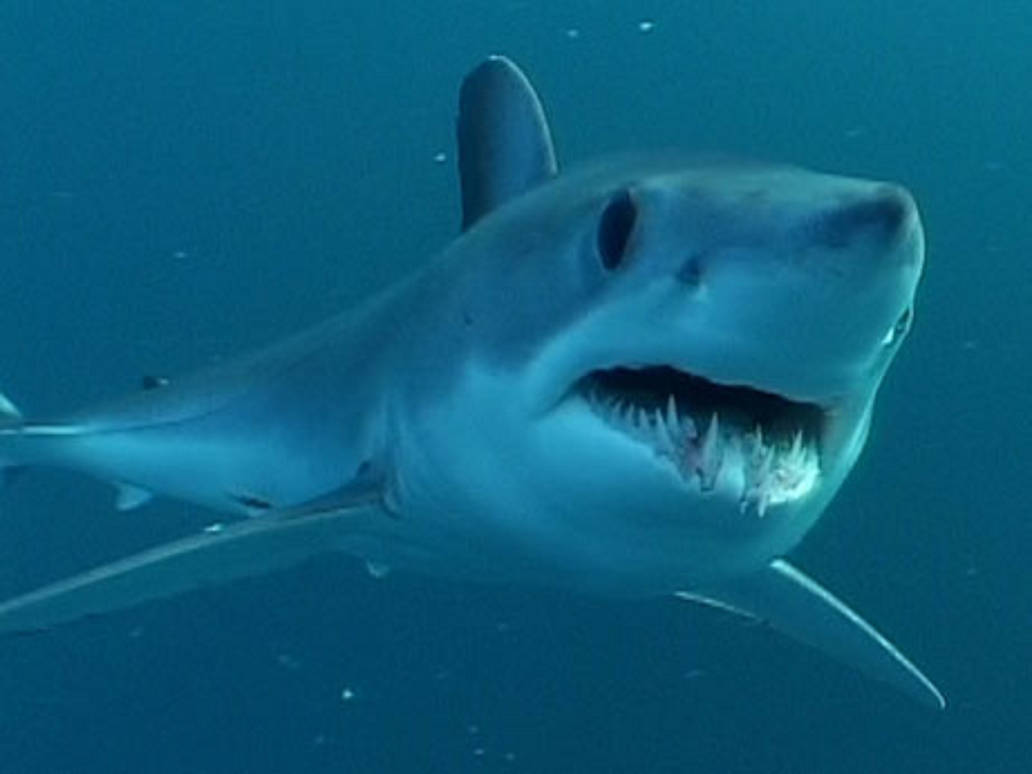 Акула мако опасна ли для человека. Акула мако. Серо голубая акула мако. Акула мако Шарк. Длинноперая акула мако.