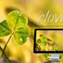 Clover wallpaper