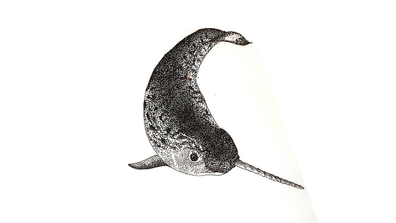 Narwhal whale by cwaltrick on DeviantArt