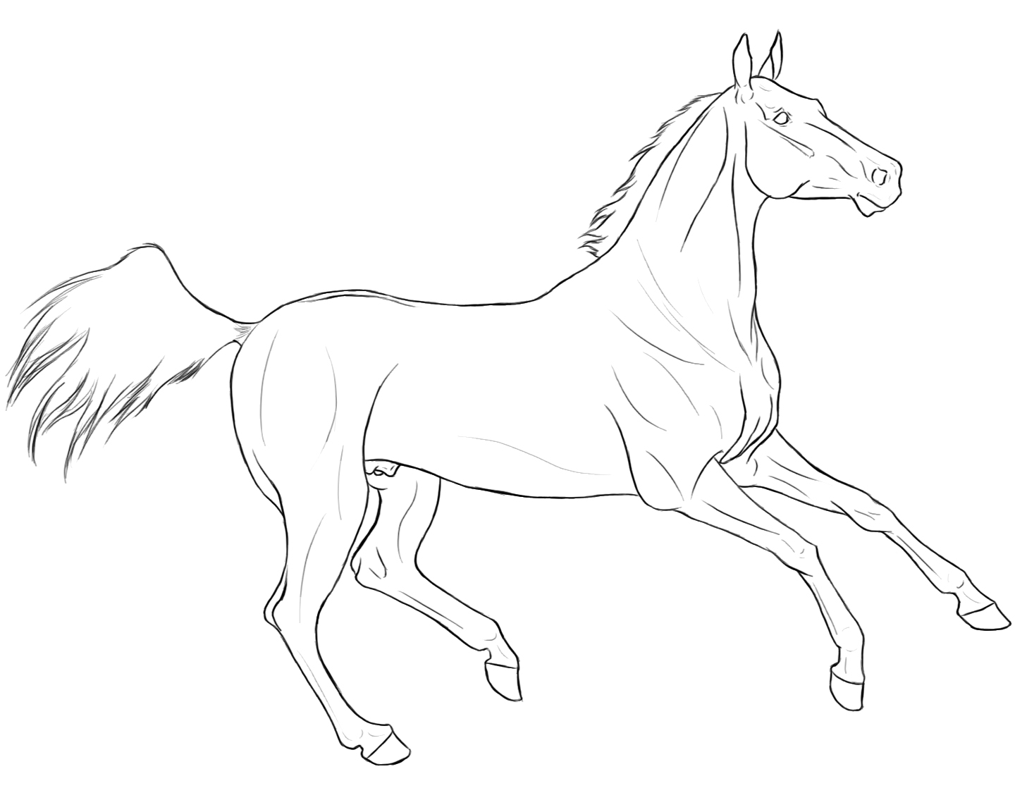 Akhal-Teke Lineart