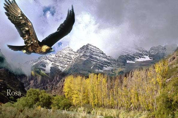 Aguila Volando By Rosagallardo On Deviantart