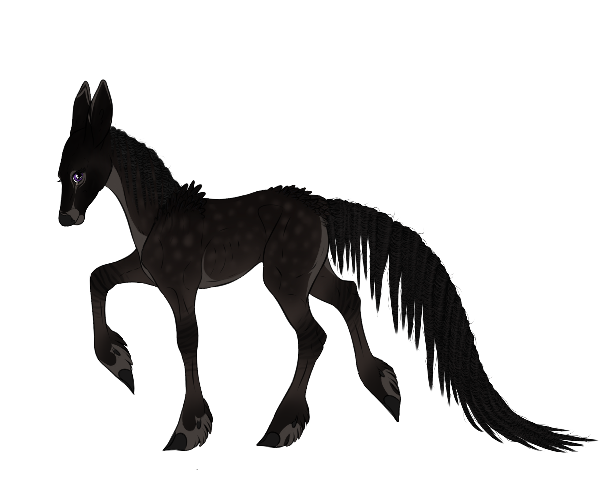 Shadara| Filly| Blackwood Herdmember