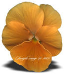 Pansy Flower by PhotoImpactPixels