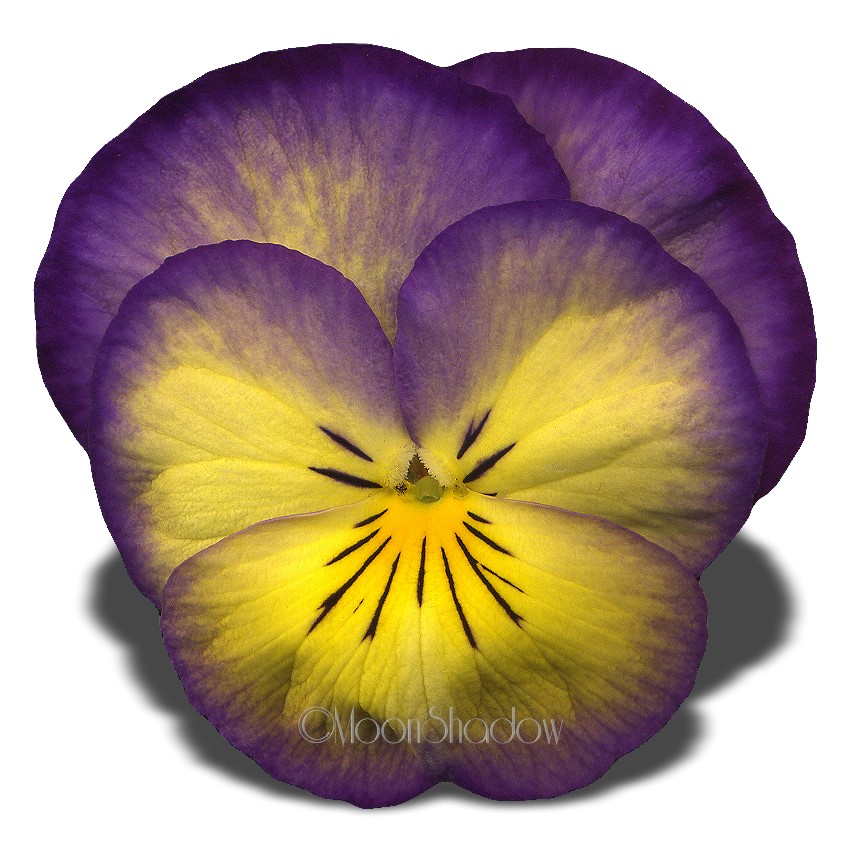 Pansy Flower 3