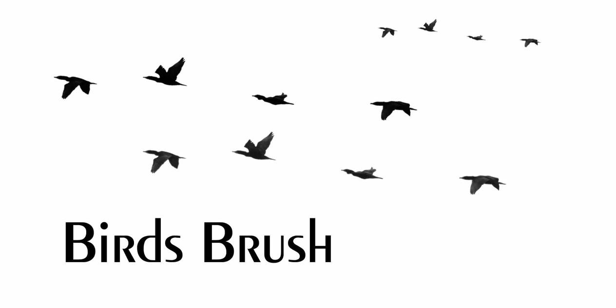 Birds Brush by sdstock on DeviantArt