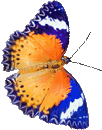 Blue-butterfly6-animated-130px