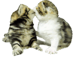 Kittens kiss