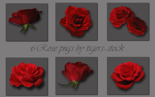 066 Rose pngs