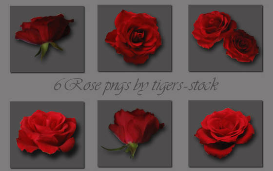 066 Rose pngs