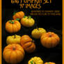616 Pumpkin Set