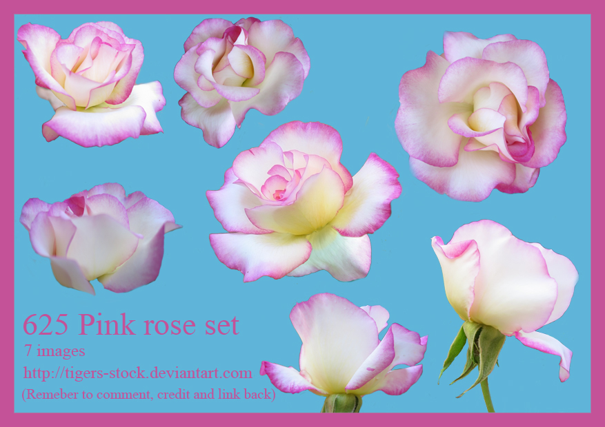 625 Pink Rose Set By Tigers-stock