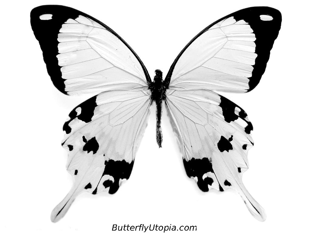 Animated butterfly by SarahRose2012 on DeviantArt Animated butterfly by SarahRose2012 on DeviantArt