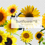 Sunflower Png*8