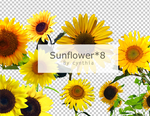 Sunflower Png*8