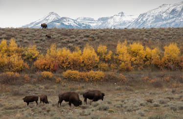 Where the Buffalo Roam