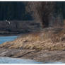 Life on the Snake River