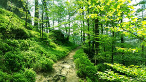 Afternoon forest path..., de JoeyJazz