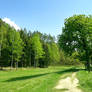 The Path and The Tree