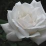 White Rose