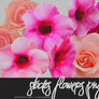 Stocks Flowers PNG