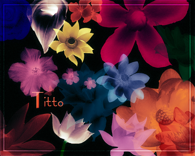 Lotus Flower by Titto