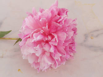 Peony Flowers