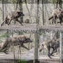 Running Wolf Sequence Stock Pack 1