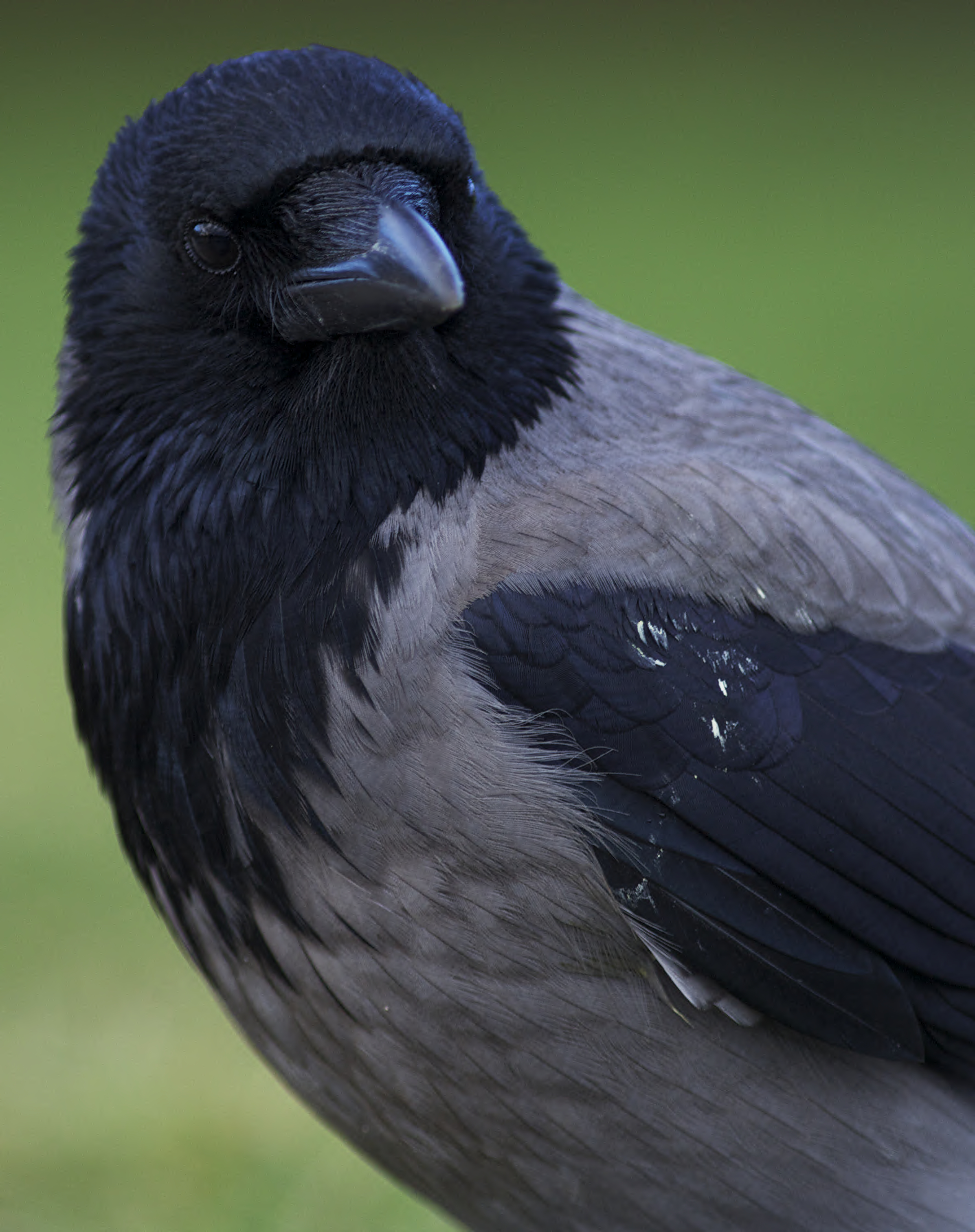 Crow profile