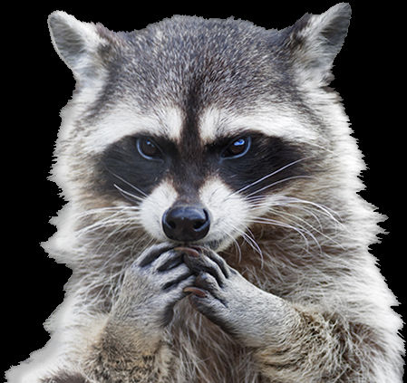 Guilty Tripping - Raccoon TF/TG [FtM] [REMAKE] by Roundabbout on DeviantArt