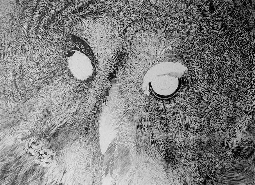 Great Grey Owl Pencil drawing Video by StephenMcGladeArt on DeviantArt
