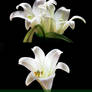 Lily Photo Stock Pack