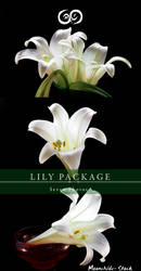 Lily Photo Stock Pack