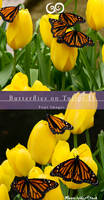 Butterflies n Tulips II Stock