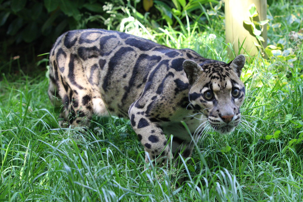 Cloudy Leopard