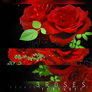3.roses-textures.