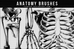 ANATOMY BRUSHES