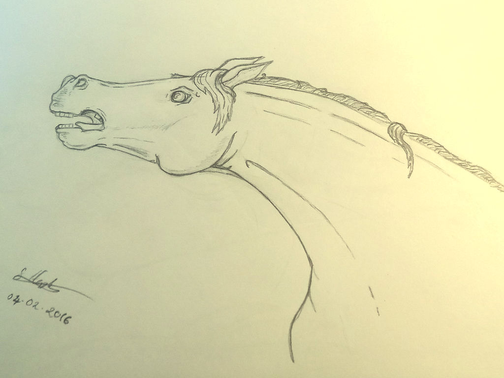 Scared horse by Spankzter on DeviantArt