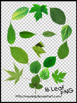 PNG / leaf 16P