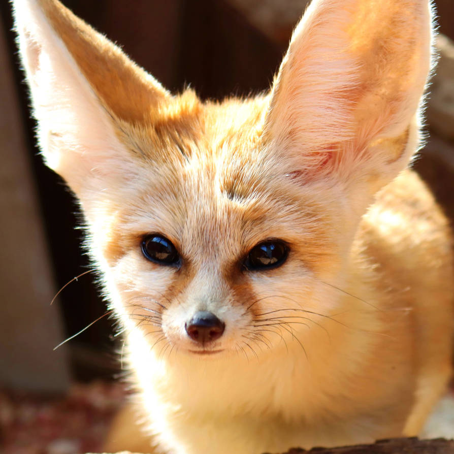 reedsycharacterprofileNaru by DragonLugia on DeviantArt