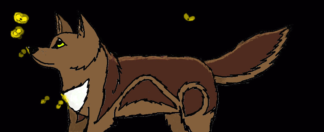Wolf in the night by nabilove2000 on DeviantArt