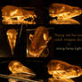 Red fox and magpie skulls in strong light stock
