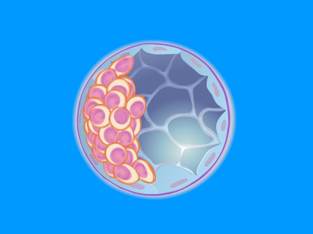 Stem Cells