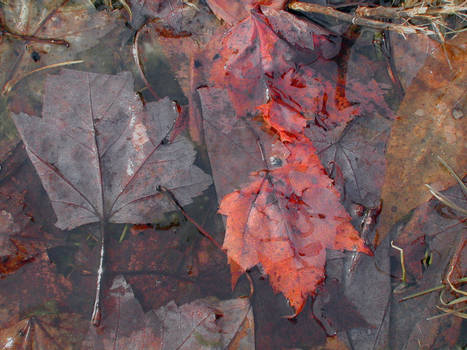 Red Leaves